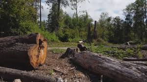 Best Tree Removal  in Cranford, NJ