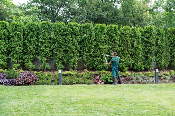 Best Lawn Renovation and Restoration  in Cranford, NJ