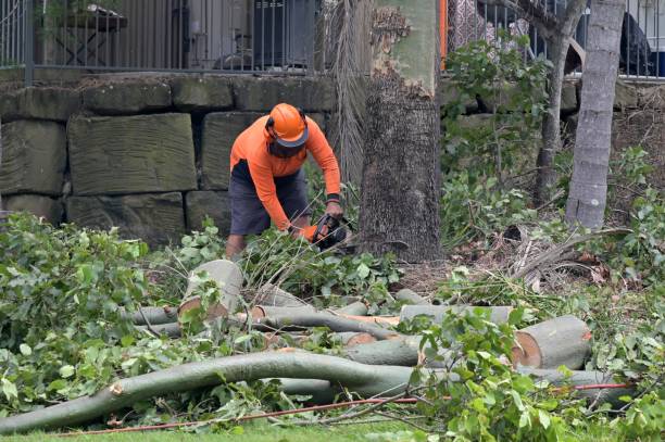 Best Commercial Tree Services  in Cranford, NJ