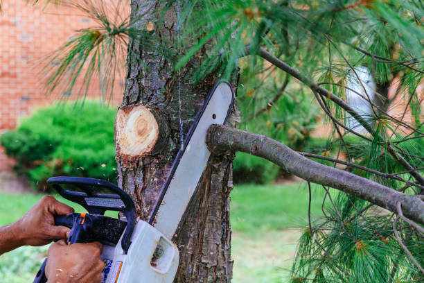 Best Weed Control  in Cranford, NJ
