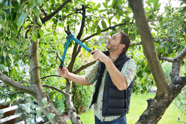 Best Tree and Shrub Care  in Cranford, NJ